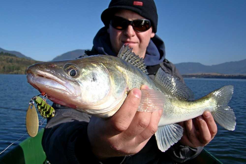 wirujący ogonek sandacz